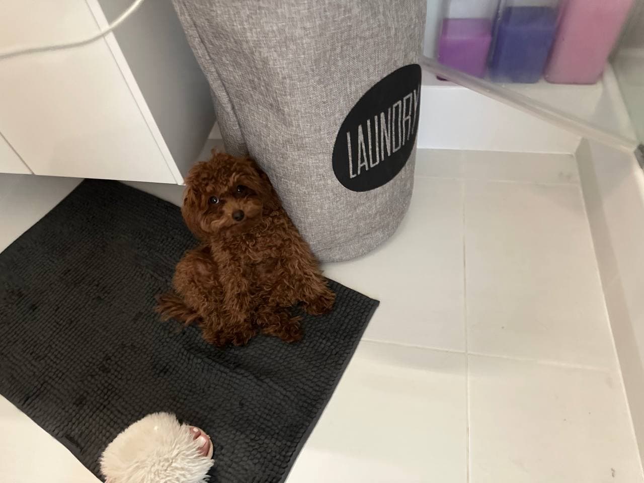 dog image 0