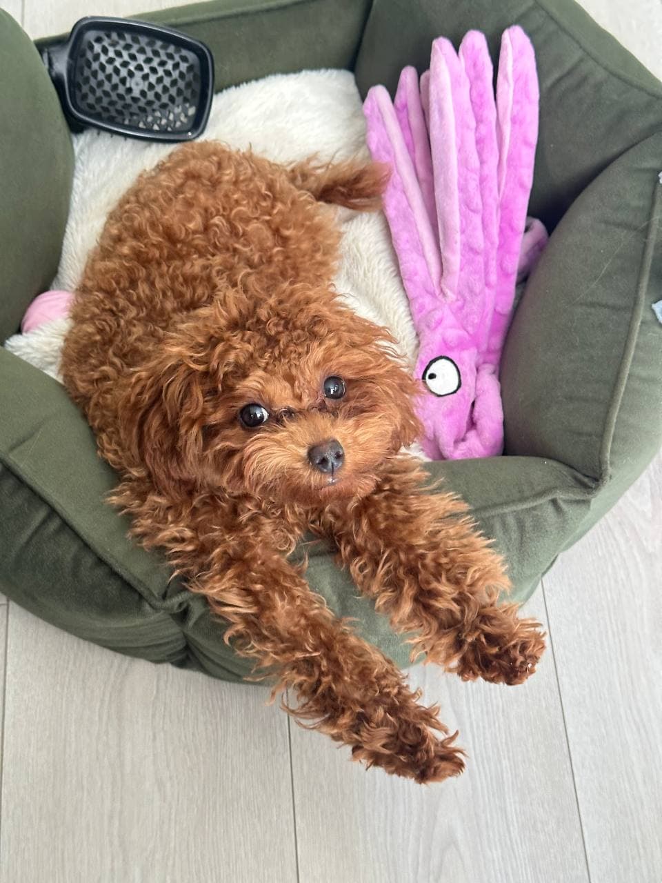 dog image 1