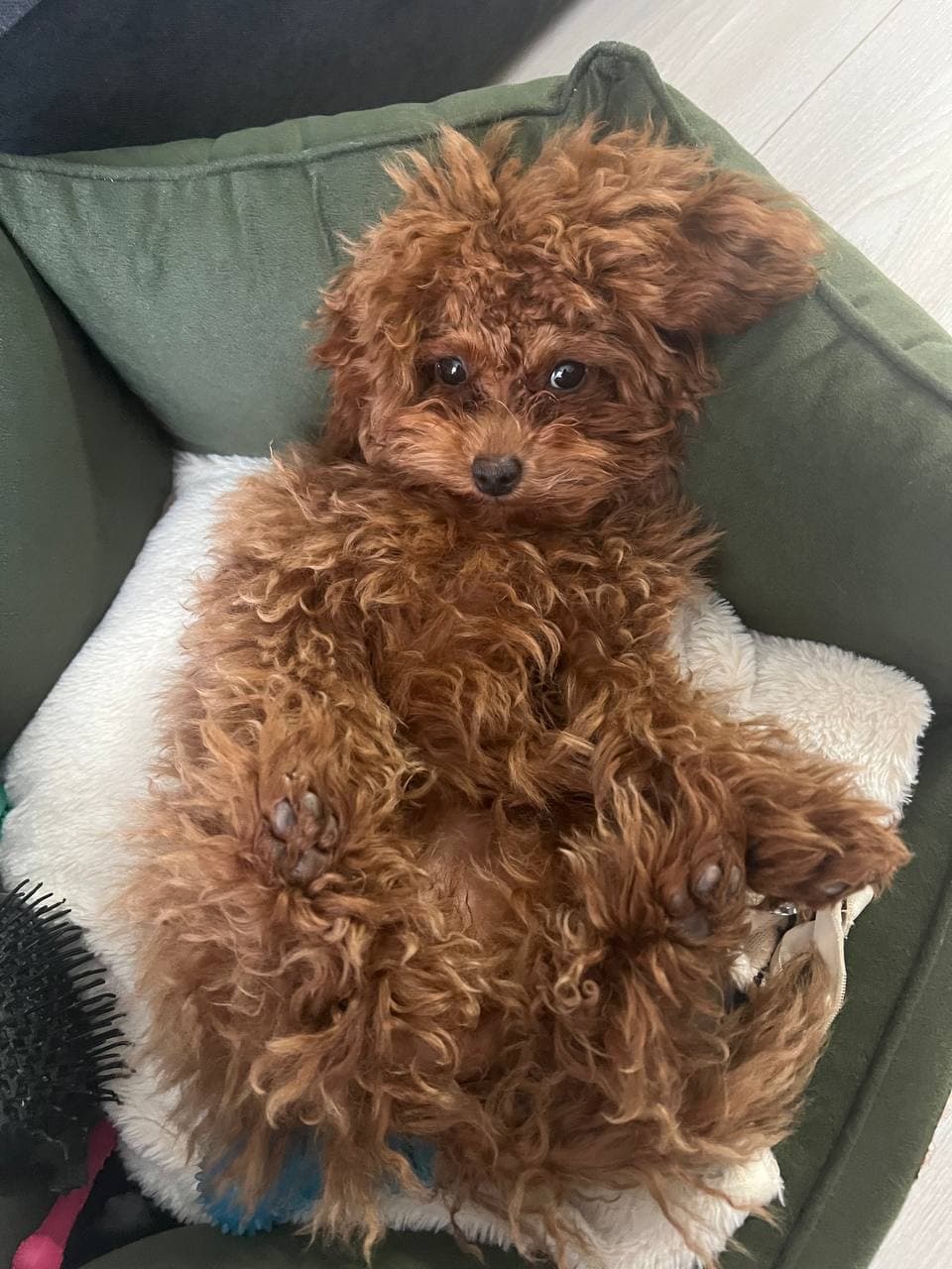 dog image 2