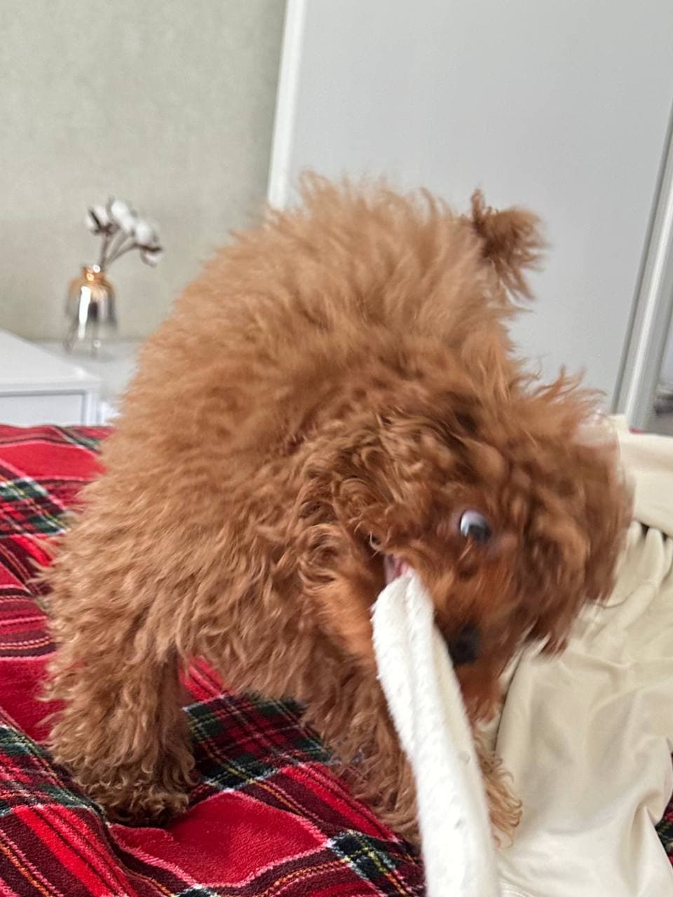 dog image 3
