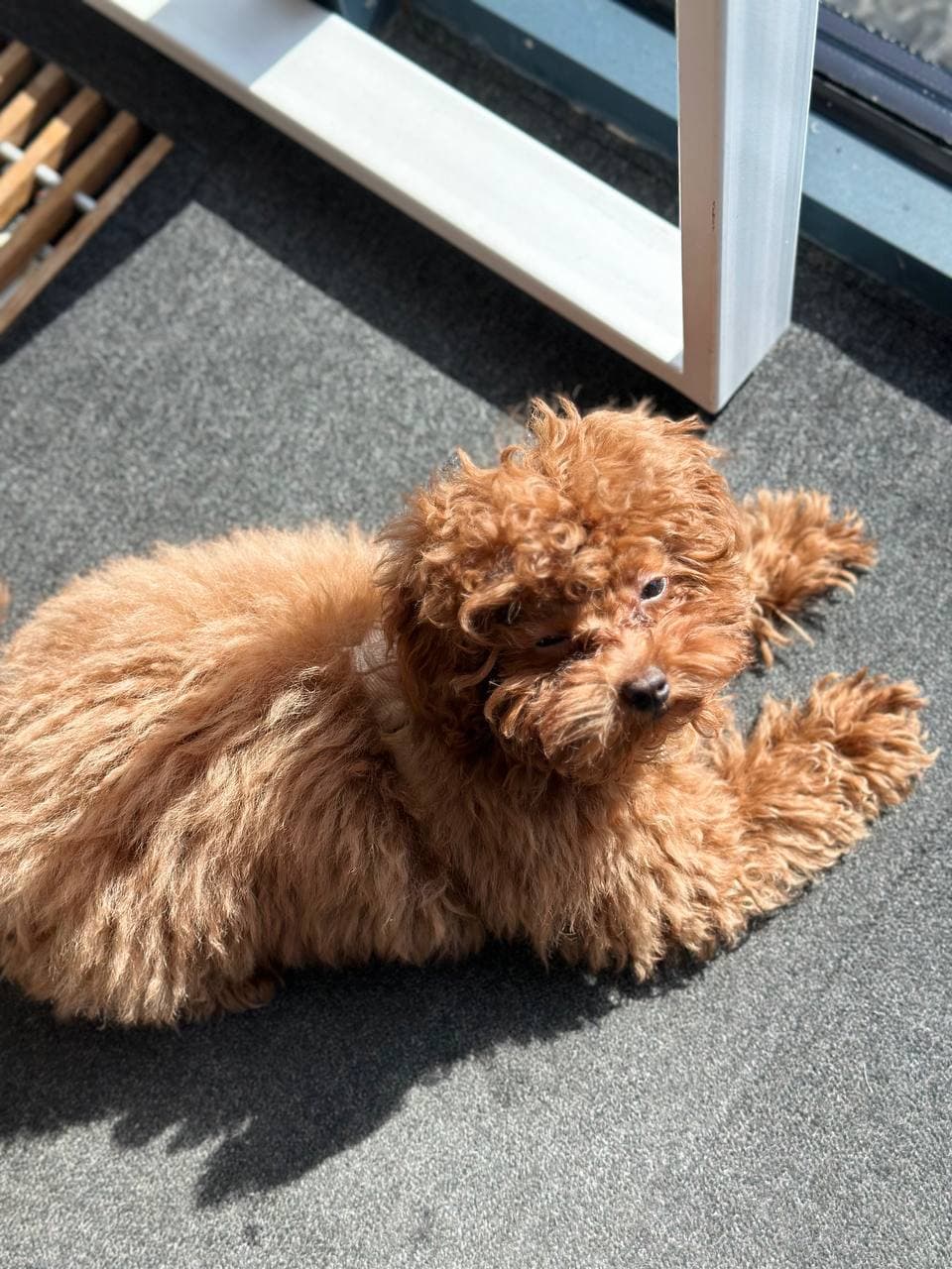 dog image 4