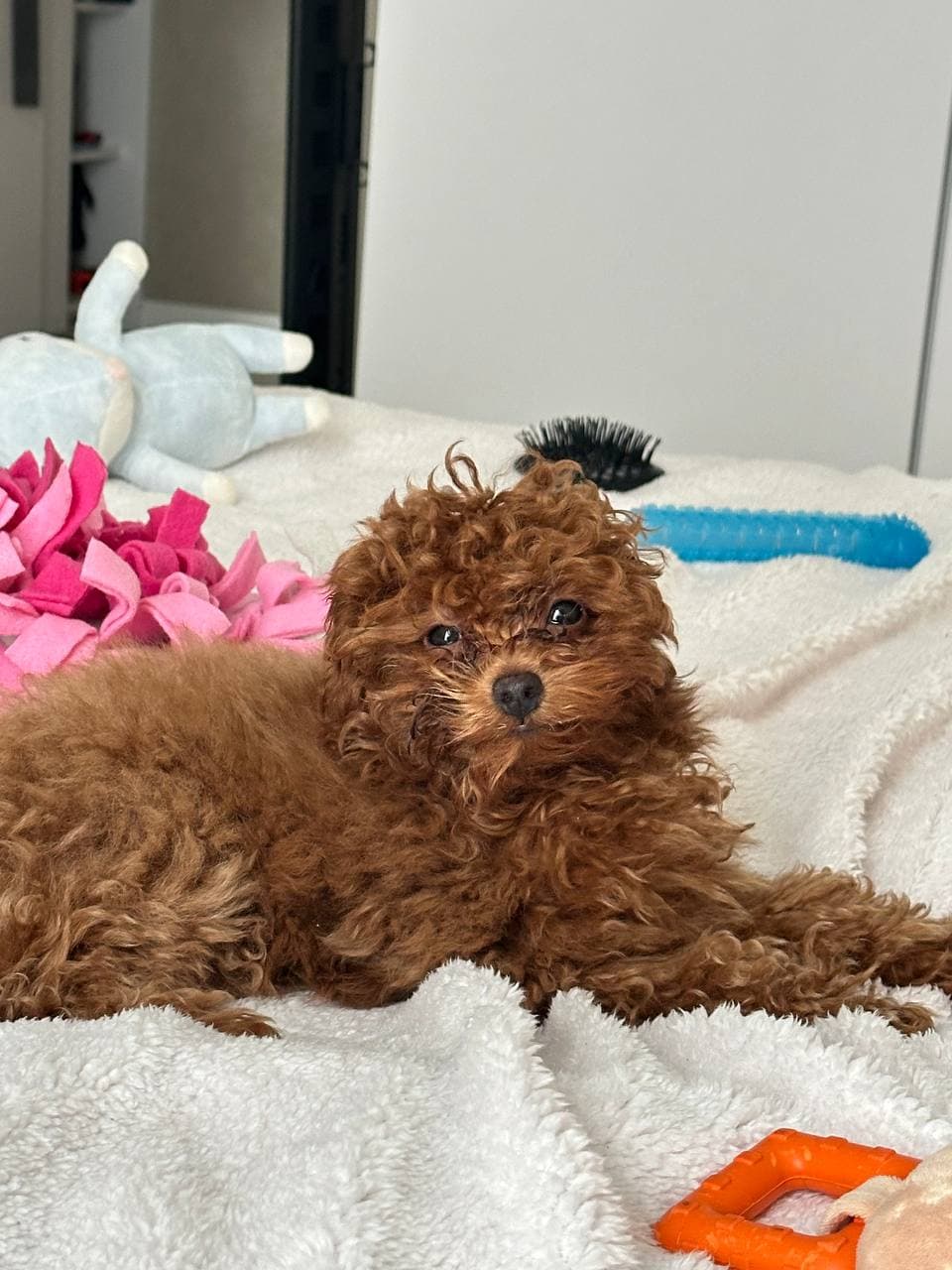 dog image 5