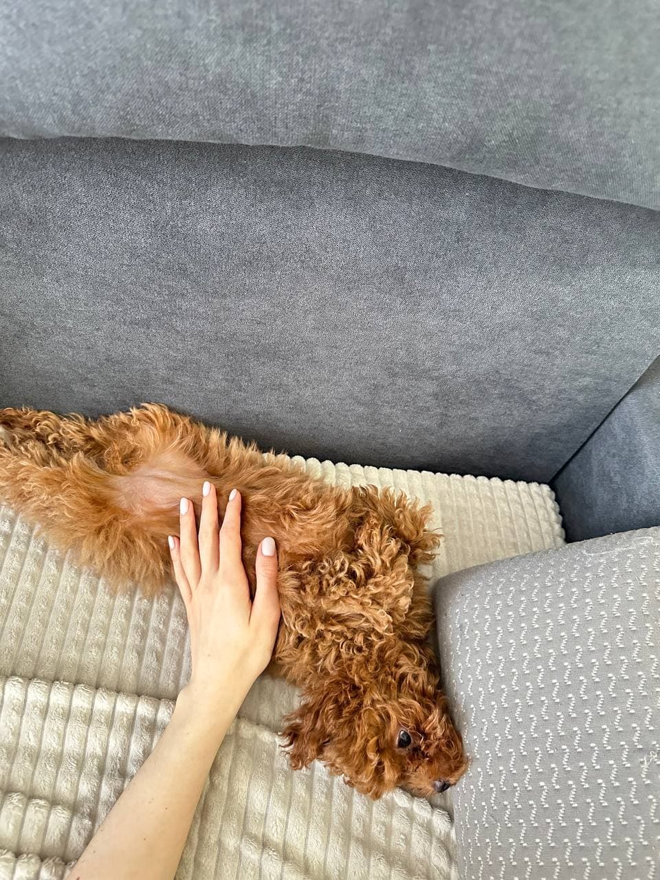 dog image 6