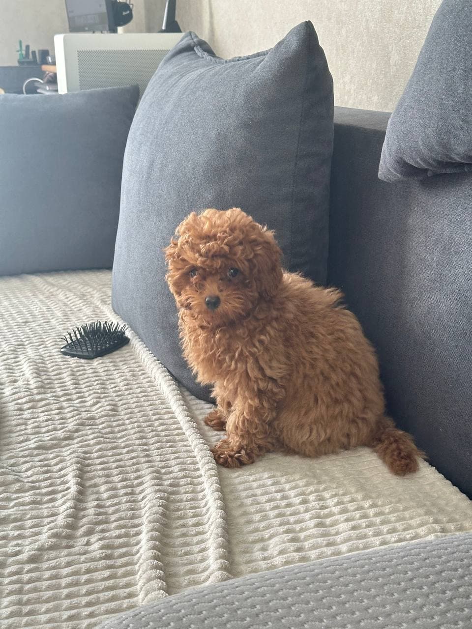 dog image 7
