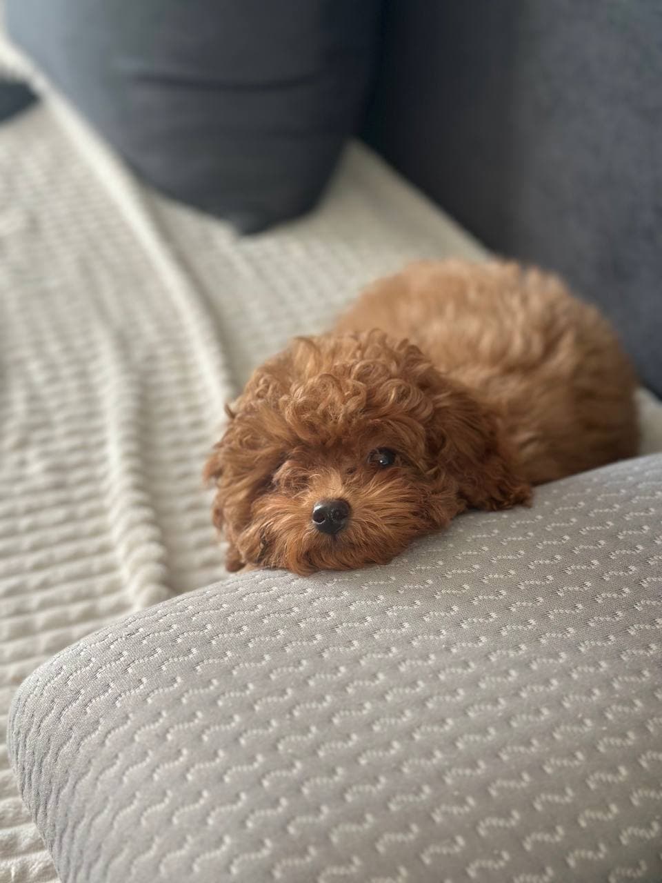 dog image 8