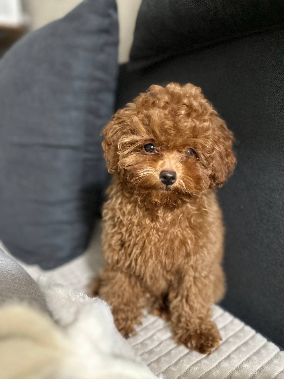 dog image 9