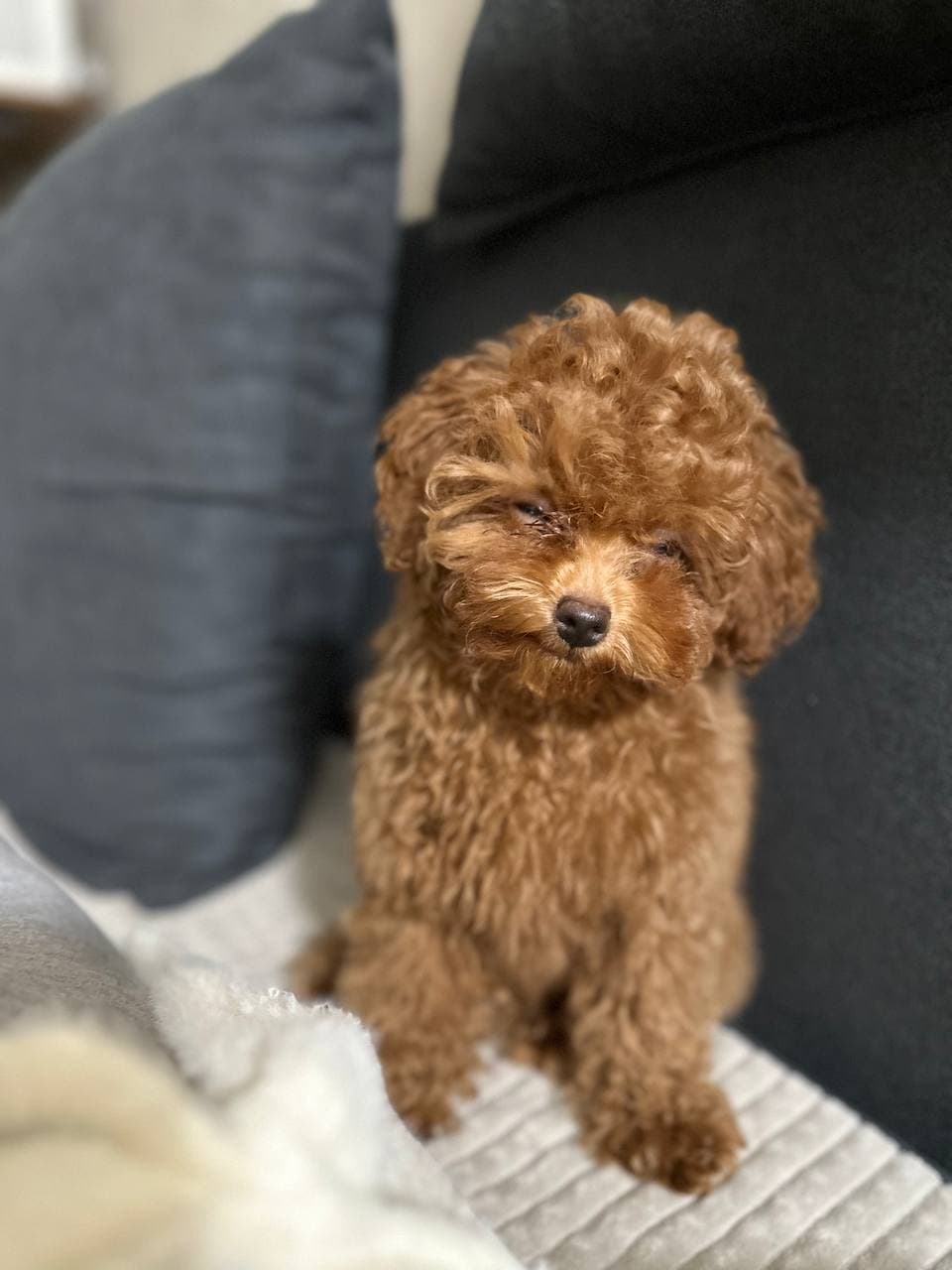 dog image 10