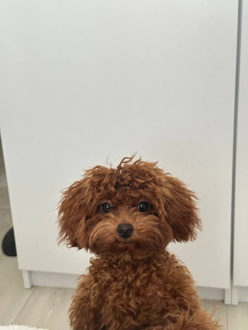 dog image 12