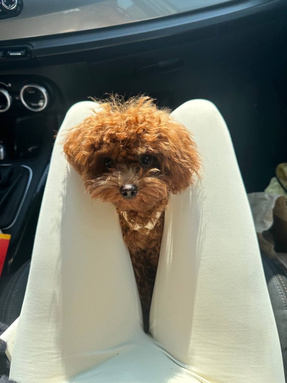 dog image 13