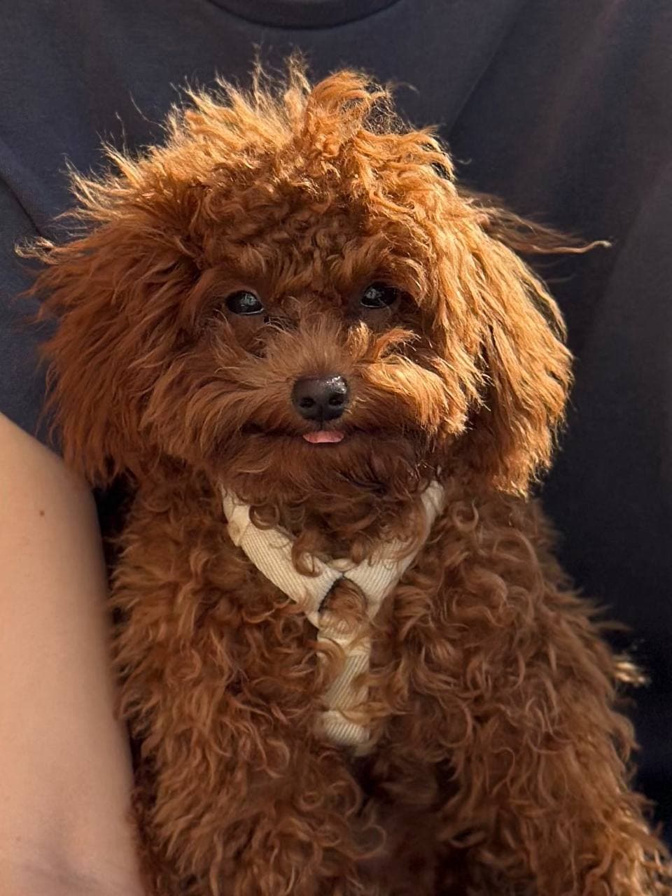 dog image 14