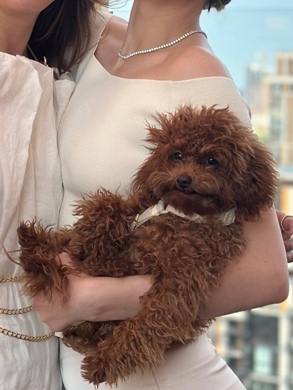 dog image 15