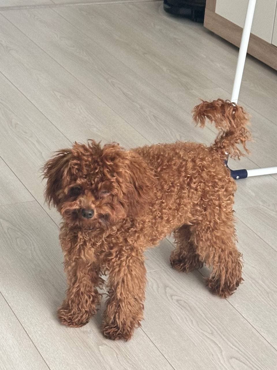 dog image 17