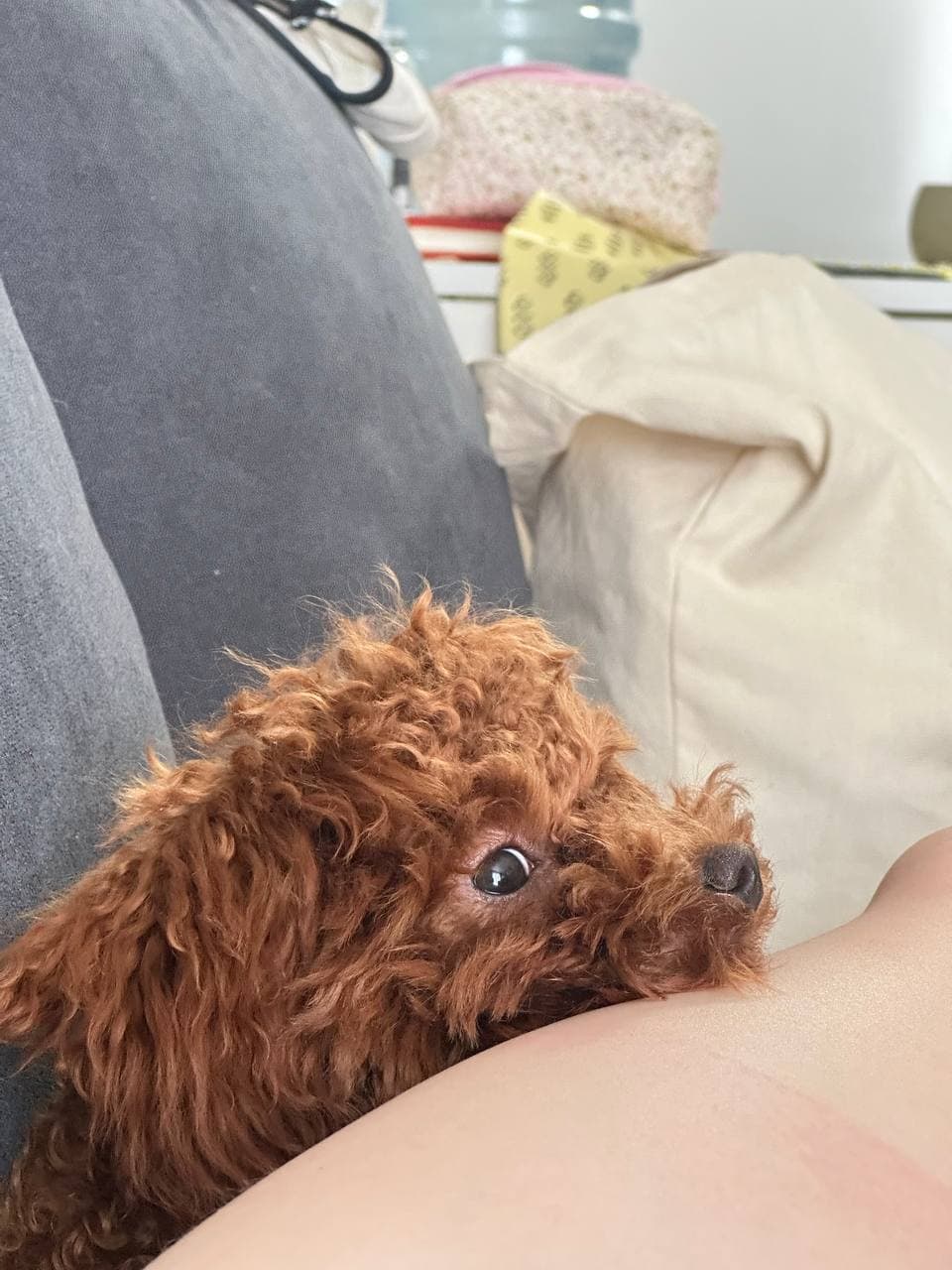 dog image 18