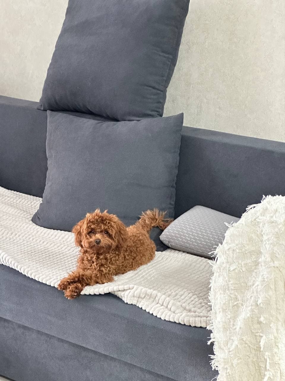 dog image 19