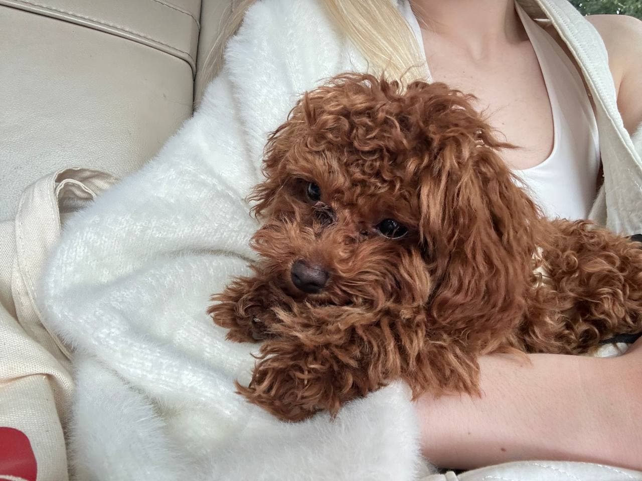 dog image 20