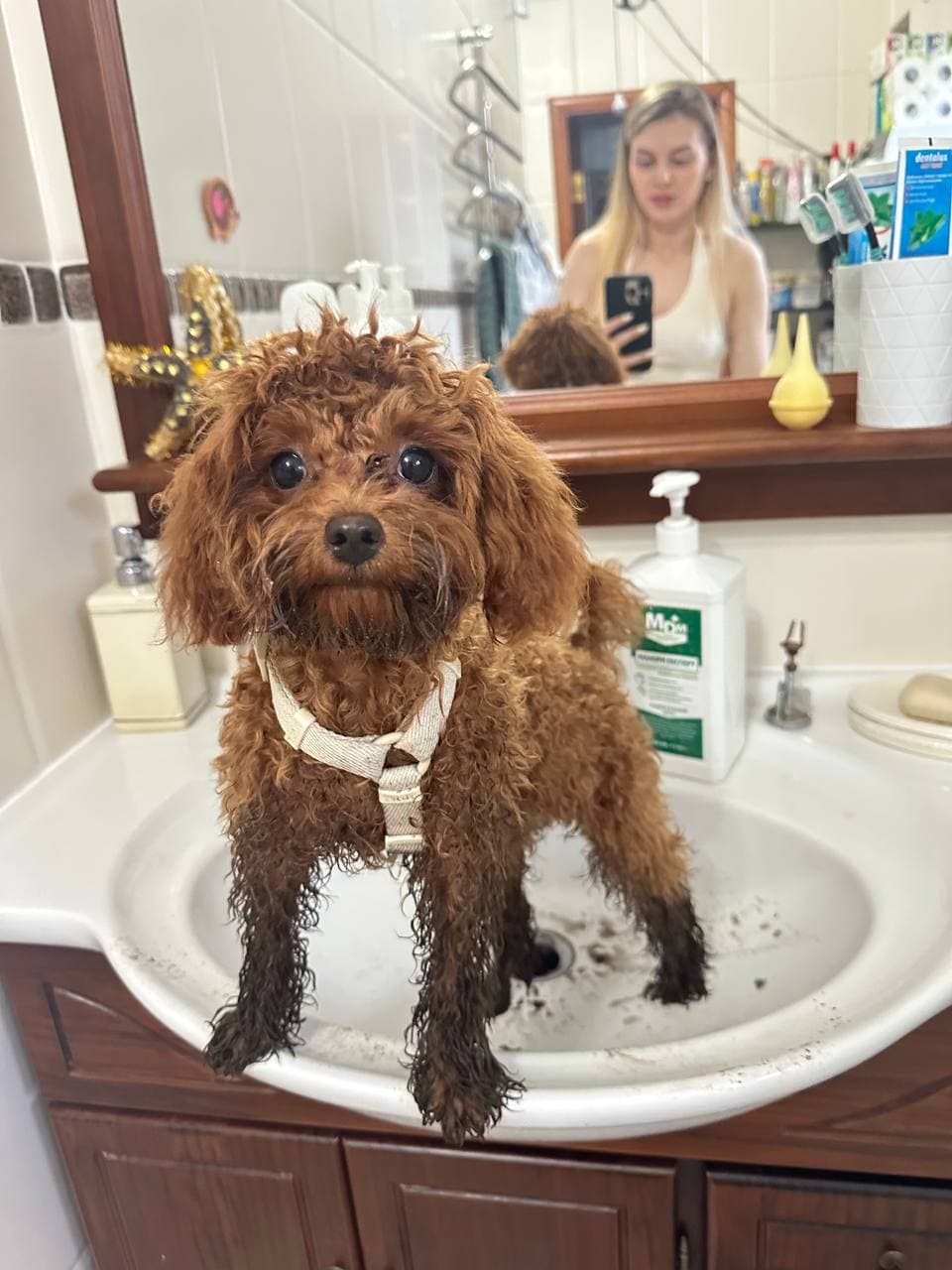 dog image 21
