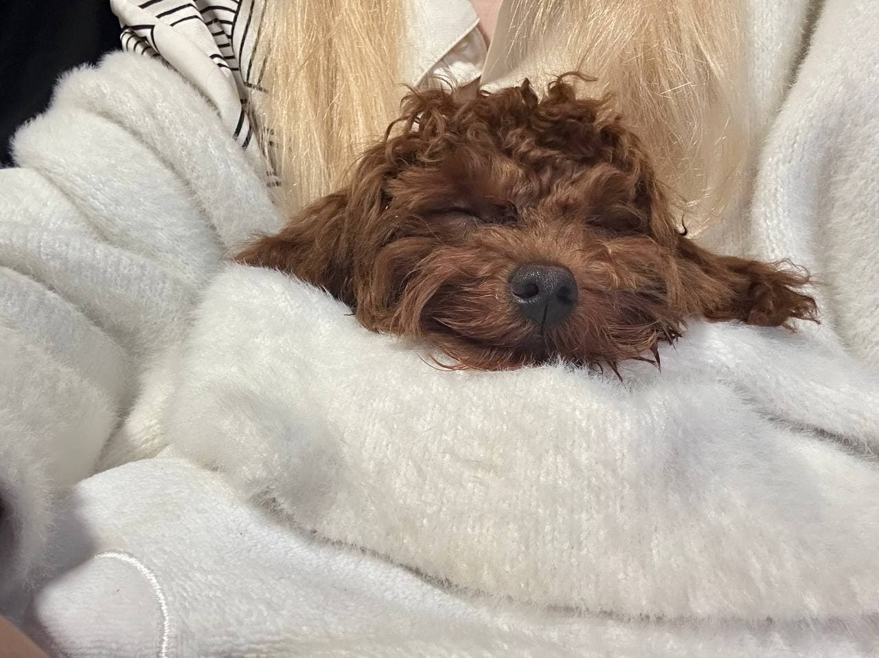 dog image 22
