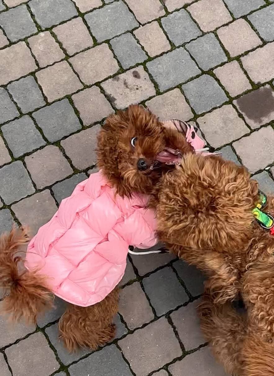 dog image 23